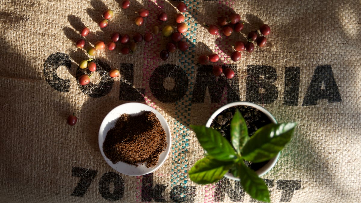 Exportadores de café se pronuncian tras aranceles de Trump: “Podría traer oportunidades importantes”