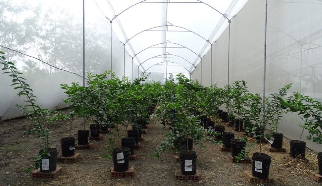 Vivero con plantas madre de limón Tahití, en el Valle del Cauca