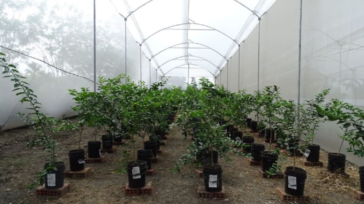 Plantas madre limpias de virus y enfermedades para cultivos de limón