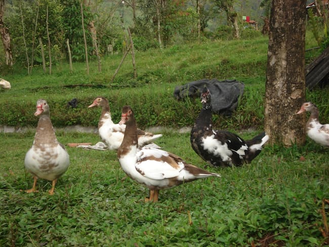 Los patos, una alternativa de trabajo y alimentación en las zonas rurales de Colombia