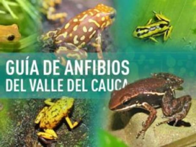Caleños crean atlas virtual para conocer los anfibios del Valle del Cauca