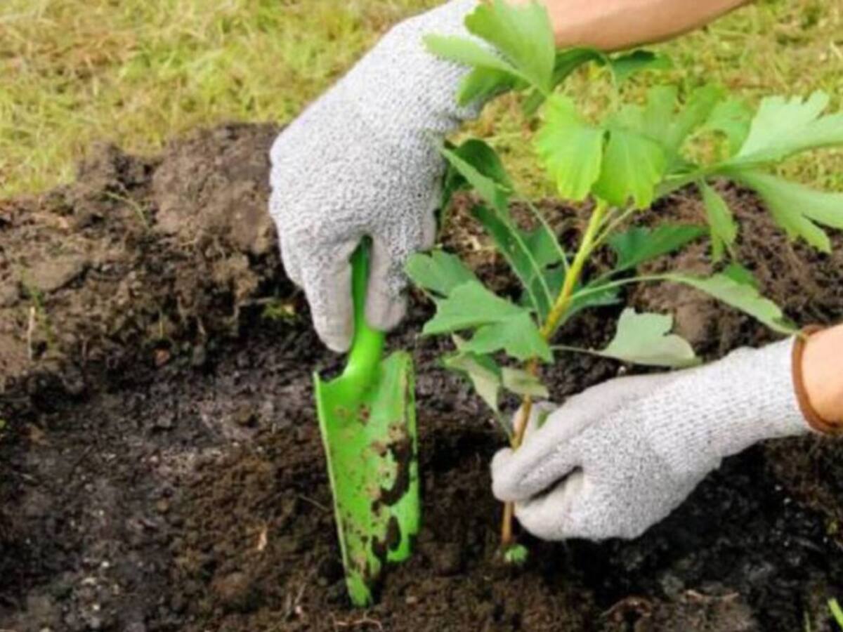 En Risaralda sembrarán dos millones de árboles