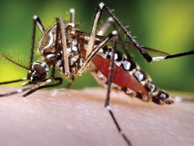 El Mosquito Aedes Aegypti