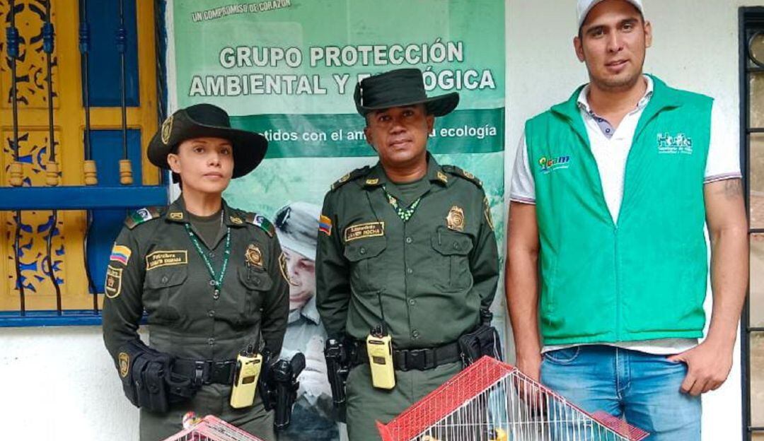 Estas especies en ocasiones son traídas del sur del Huila, Caquetá y  Putumayo.