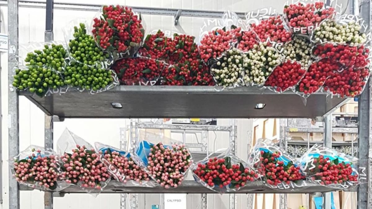 Risaralda exportó tres toneladas de flores hacia Europa