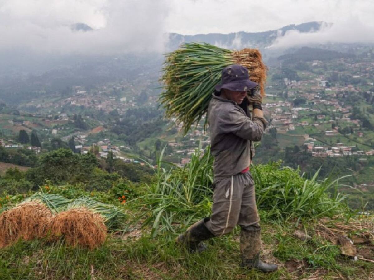 En Medellín las hortalizas van desde los cultivadores a las tiendas
