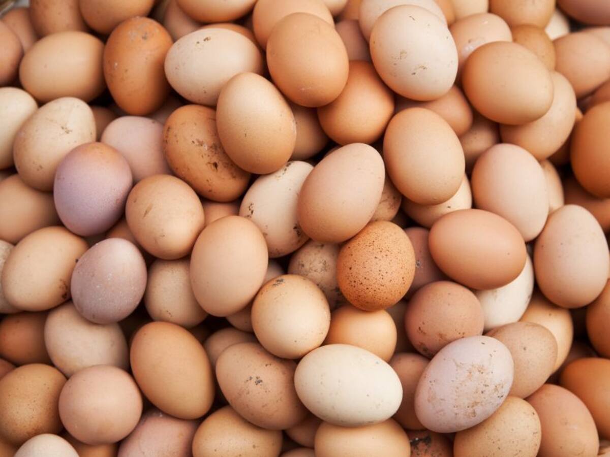 Huevos orgánicos, un emprendimiento en Filandia hecho realidad