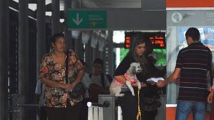 Empresas deben reglamentar presencia de mascotas en transporte público: Corte Constitucional