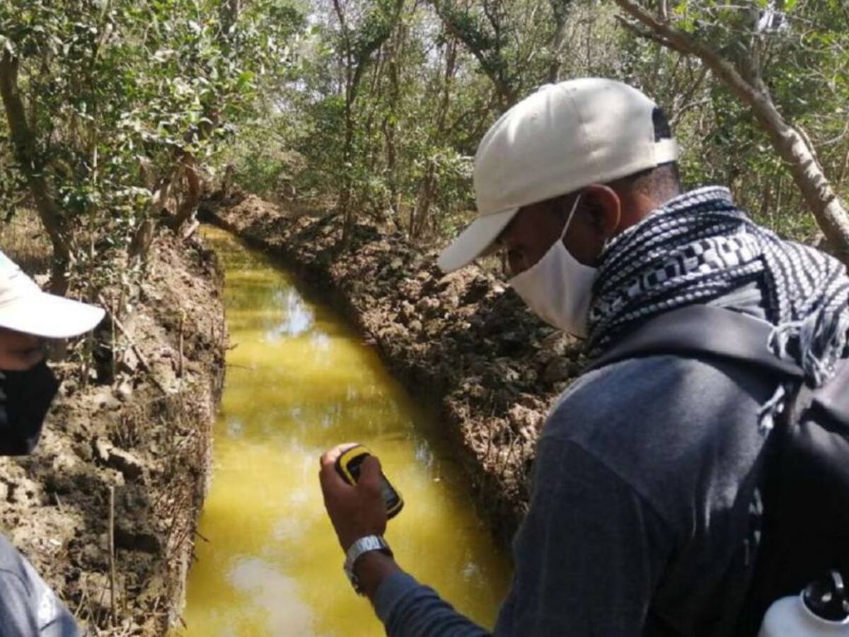 Inicia restauración ecológica en 59 hectáreas en Ciénaga de la Virgen