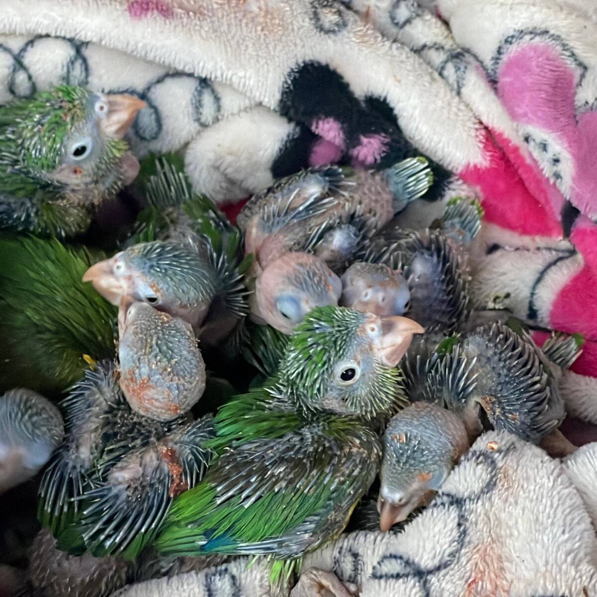 Nuevo caso de tráfico de animales: más de 50 aves fueron rescatadas en Cundinamarca