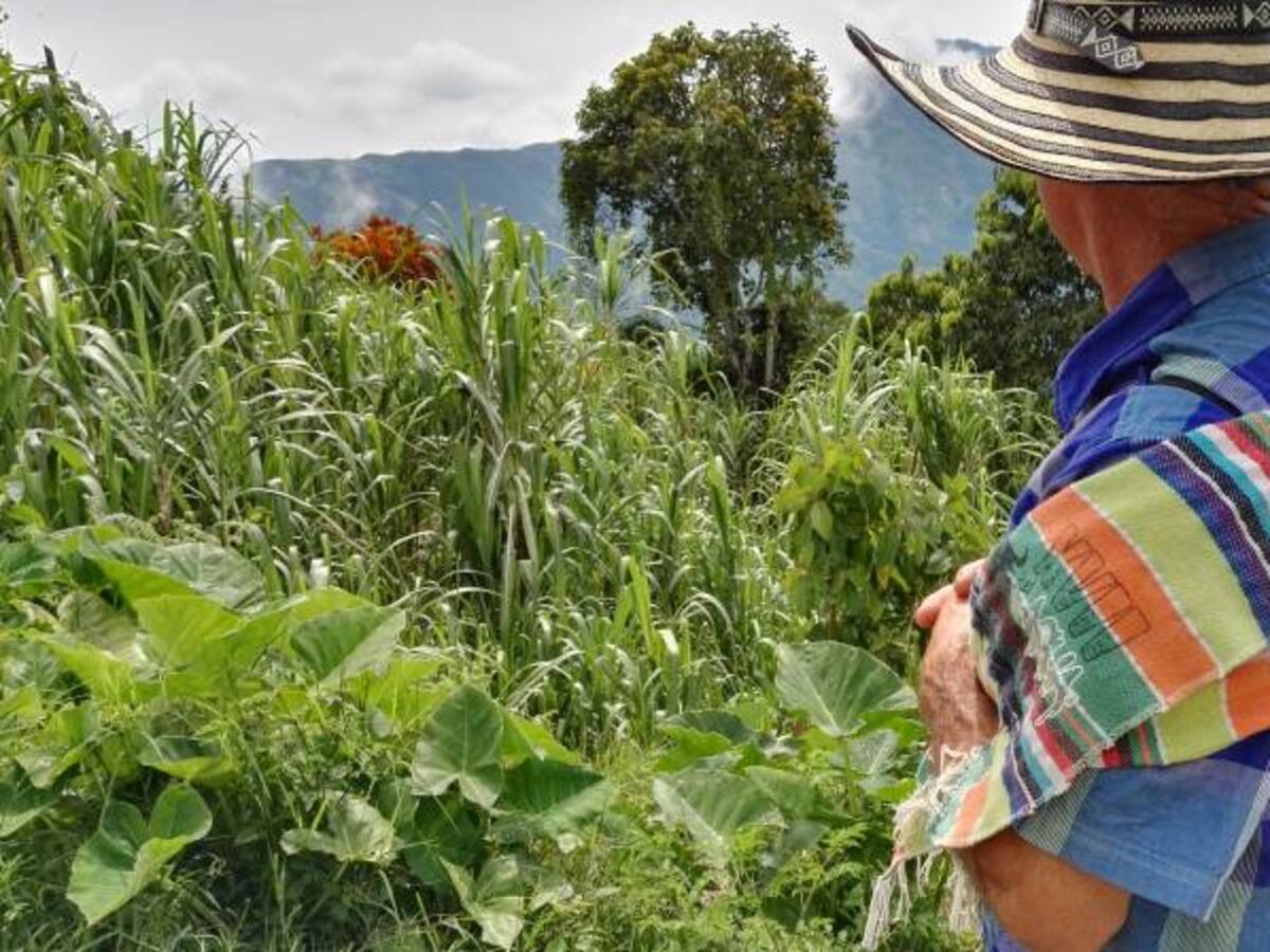 En Briceño, Antioquia, tardaría más de un año la sustitución de cultivos ilícitos
