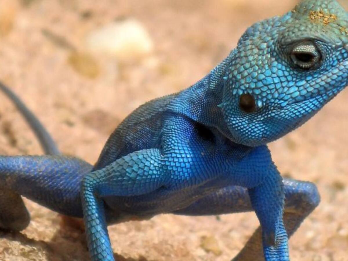 Conozca los 9 animales azules que quizá nunca había visto