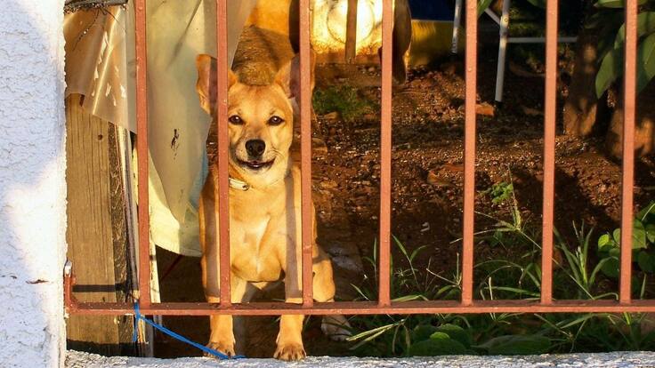 ¿Qué consecuencias trae dejar una mascota sola, y, ¿es legal?