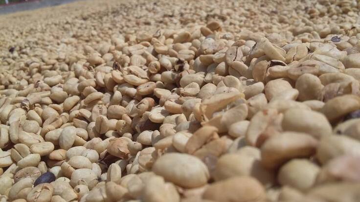 De cada 100 personas encuestadas, el 86% consume café
