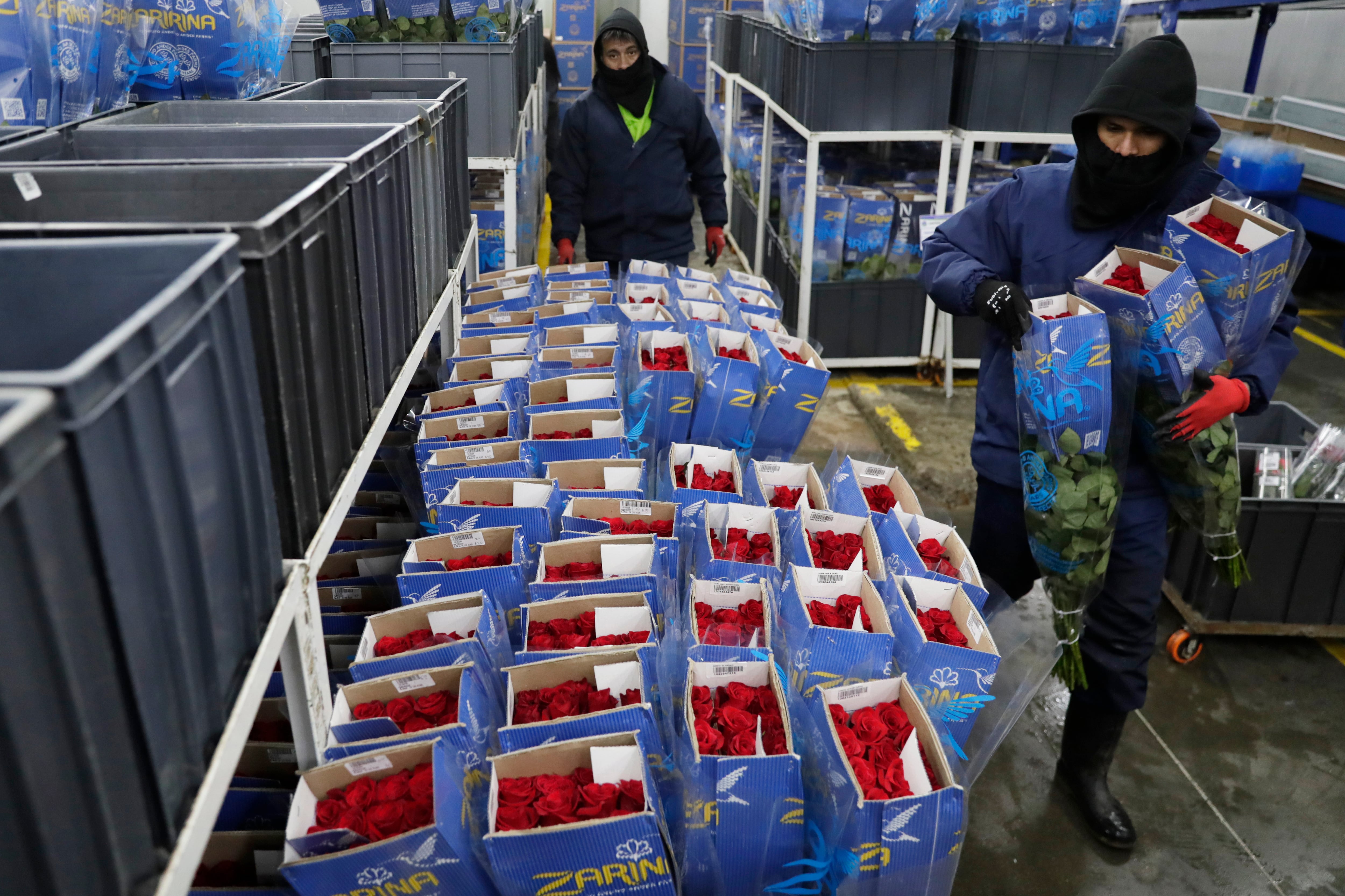 ACOMPAÑA CRÓNICA: COLOMBIA FLORES BOG400. BOGOTÁ (COLOMBIA), 03/02/2025.- Fotografía del 31 de enero de 2025 de un hombre empacando rosas, en el cultivo de Flores de los Andes en Bogotá (Colombia). Los productores de flores de Colombia respiran más tranquilos porque podrán seguir exportando sin aranceles 900 millones de tallos a Estados Unidos, un mercado que llegó a estar en riesgo por las disputas entre los presidentes de los dos países en vísperas de San Valentín, la festividad estadounidense más romántica del año. EFE/ Carlos Ortega