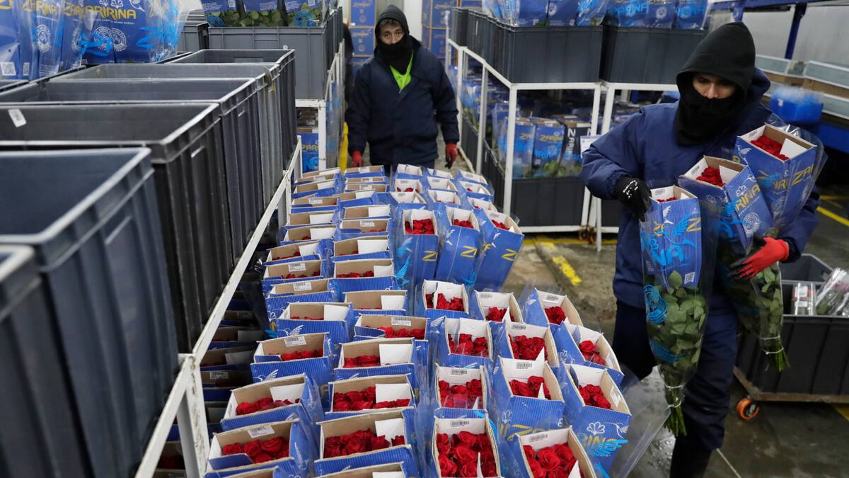Floricultores colombianos listos para atender San Valentín