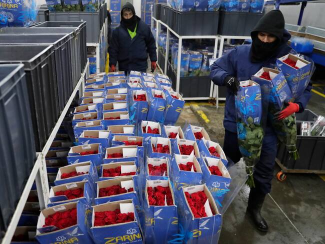 ACOMPAÑA CRÓNICA: COLOMBIA FLORES BOG400. BOGOTÁ (COLOMBIA), 03/02/2025.- Fotografía del 31 de enero de 2025 de un hombre empacando rosas, en el cultivo de Flores de los Andes en Bogotá (Colombia). Los productores de flores de Colombia respiran más tranquilos porque podrán seguir exportando sin aranceles 900 millones de tallos a Estados Unidos, un mercado que llegó a estar en riesgo por las disputas entre los presidentes de los dos países en vísperas de San Valentín, la festividad estadounidense más romántica del año. EFE/ Carlos Ortega