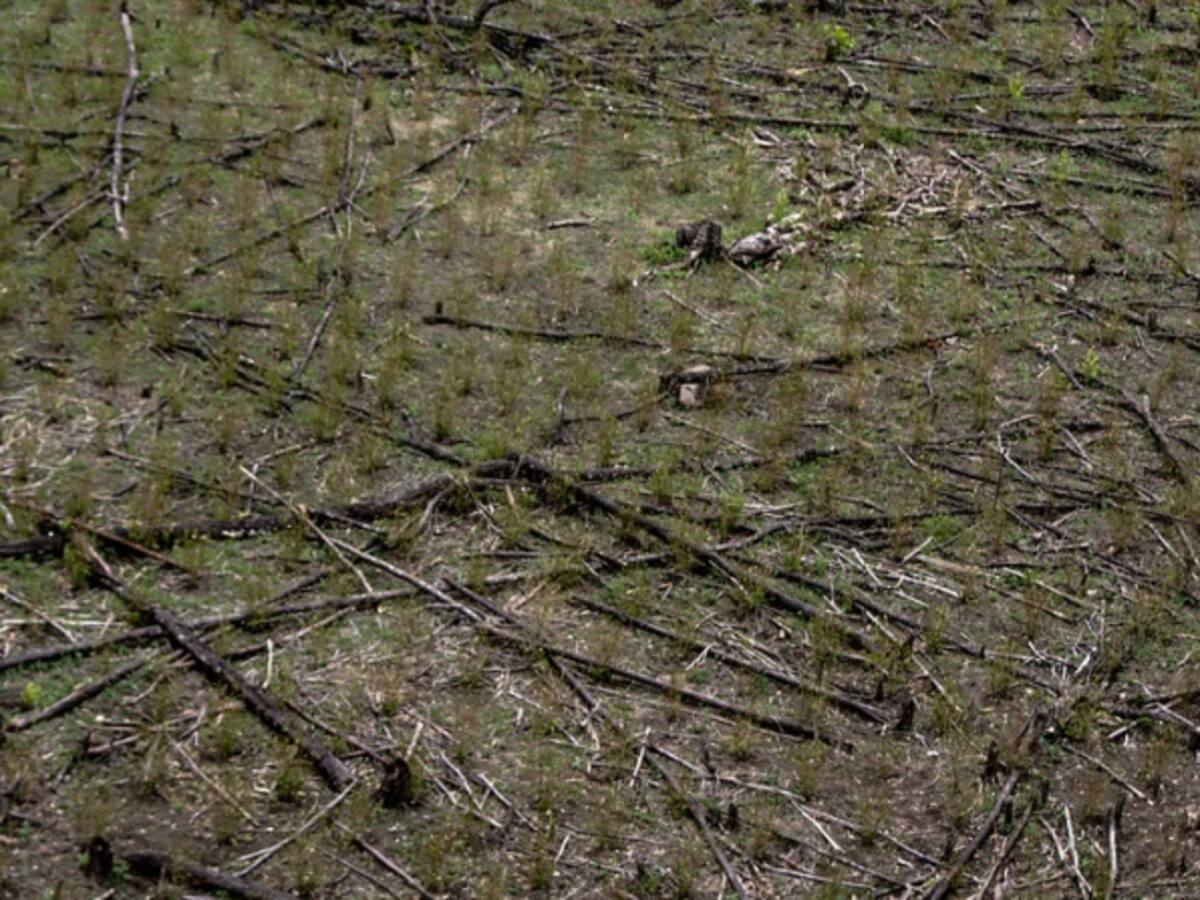 Gobierno reactivo asistencia técnica en Sustitución de cultivos en Nariño