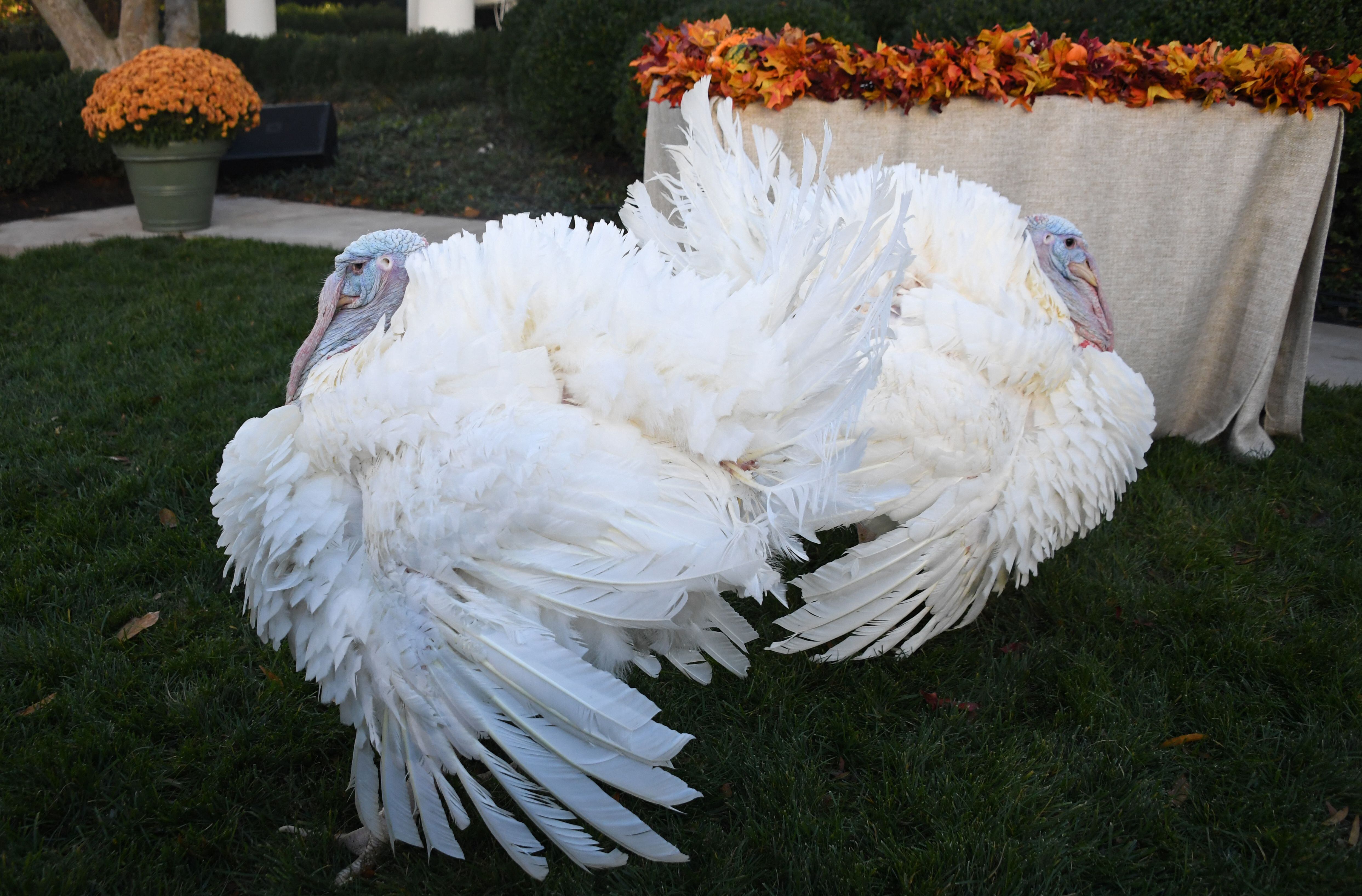EE.UU. celebra la festividad de Acción de Gracias más costosa en años