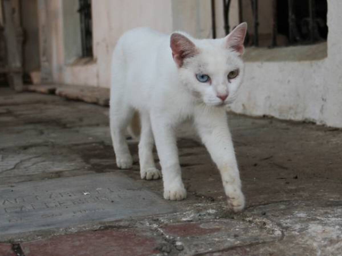 Atrapan en cárcel de Costa Rica gatos entrenados para llevar celulares