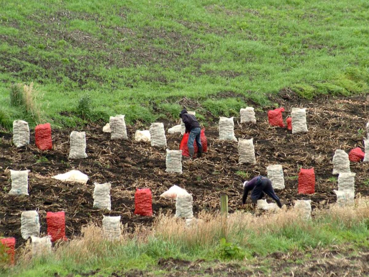 MinAgricultura entregará 30.000 millones a pequeños productores de papa