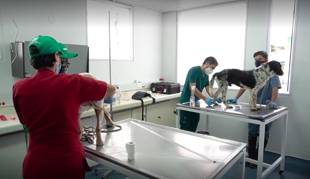 Nuevos servicios de salud en el Instituto de Protección Animal de Bogotá