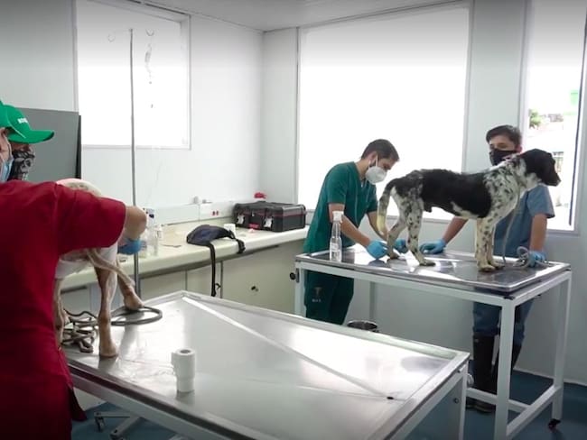 Nuevos servicios de salud en el Instituto de Protección Animal de Bogotá
