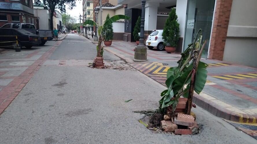 En la carrera 26 entre calles 32 y 33 fueron sembradas matas de plátano en los huecos que hay en la malla vial. Foto: Alejandra Rodríguez (W Radio)