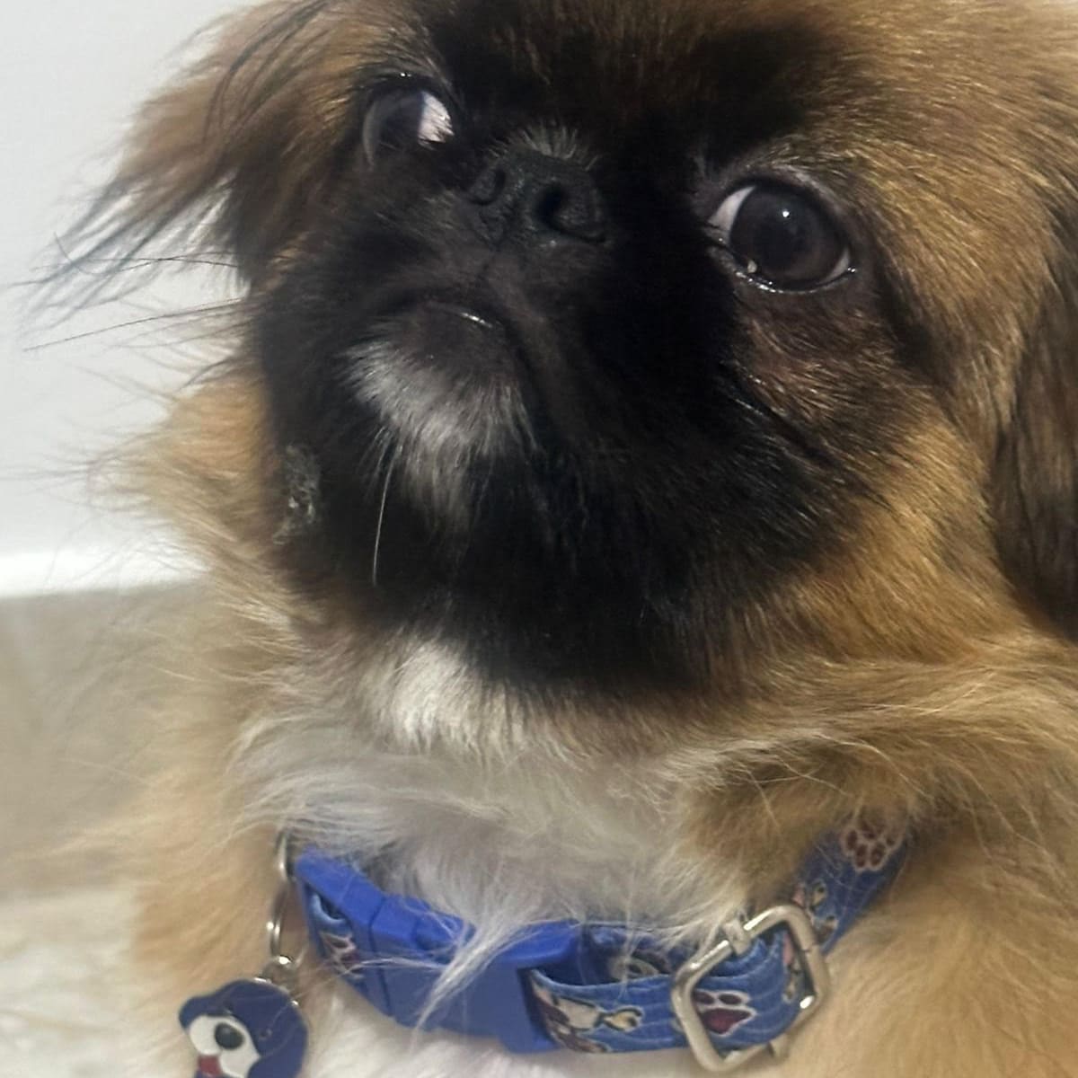 Perro murió ahogado en bodega de bus en Medellín: conductor impidió que viajara con sus dueños