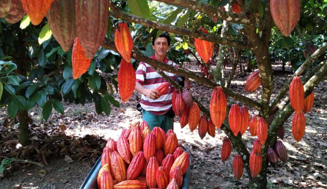 Leonel Murillo entre sus cultivos que le permitieron el premio Cacao de Oro 2021