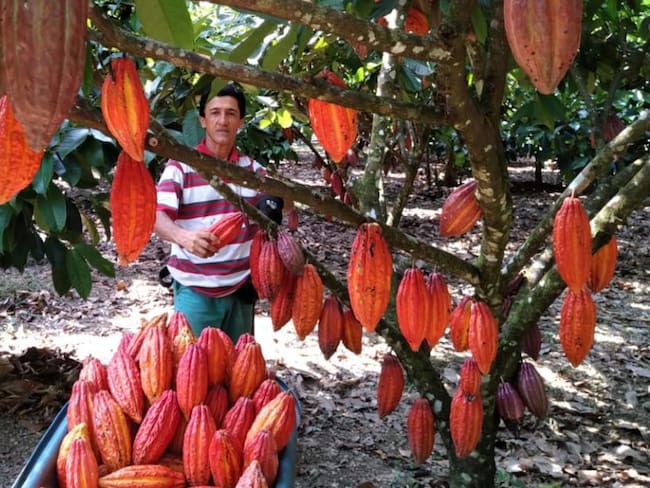 Leonel Murillo entre sus cultivos que le permitieron el premio Cacao de Oro 2021