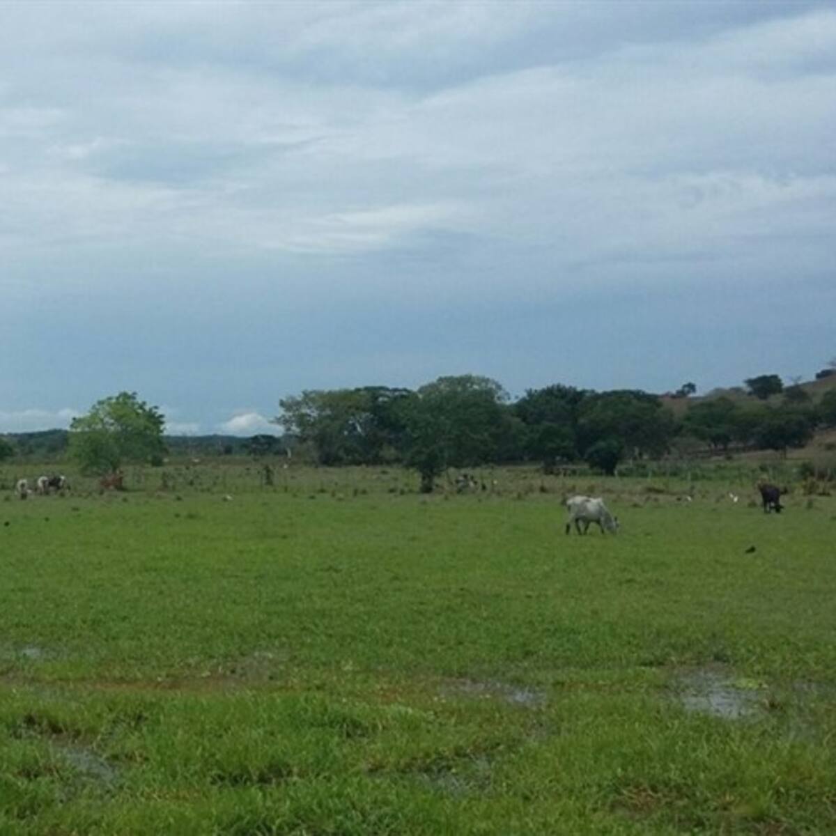 En el Huila buscan 2.246 solicitantes de tierras