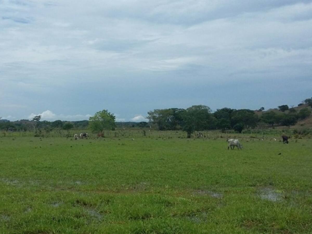 En el Huila buscan 2.246 solicitantes de tierras