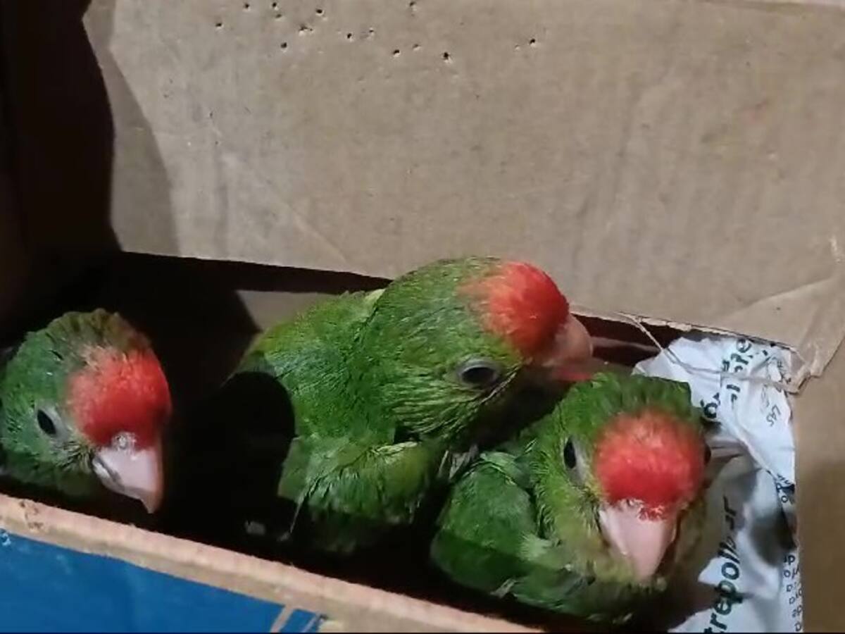 Loros cabeci rojos fueron incautados en terminal de Cali