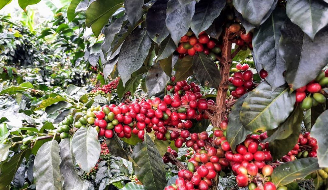 Cultivo de café orgánico en Jardín, Antioquia