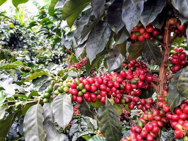 Cultivo de café orgánico en Jardín, Antioquia