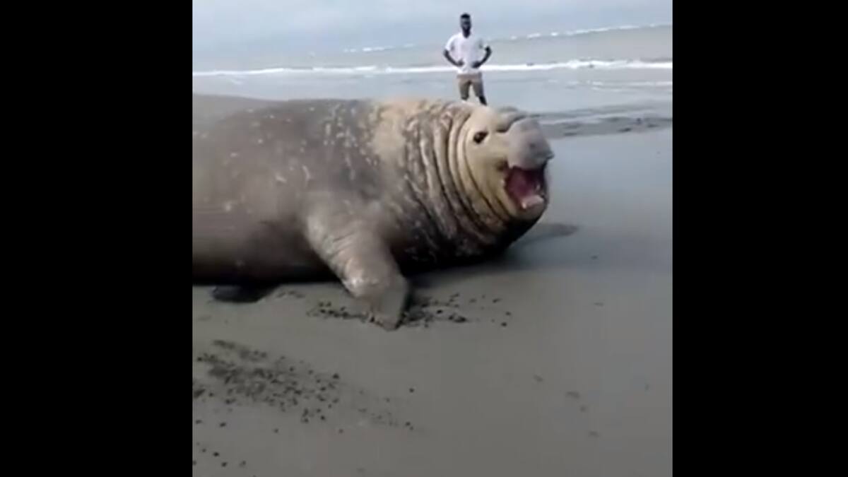 Emoción causó un elefante marino en las playas de La Barra en Buenaventura