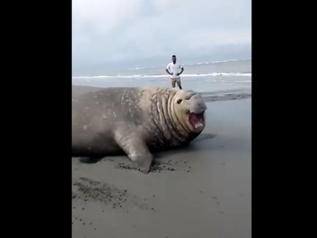 Emoción causó un elefante marino en las playas de La Barra en Buenaventura