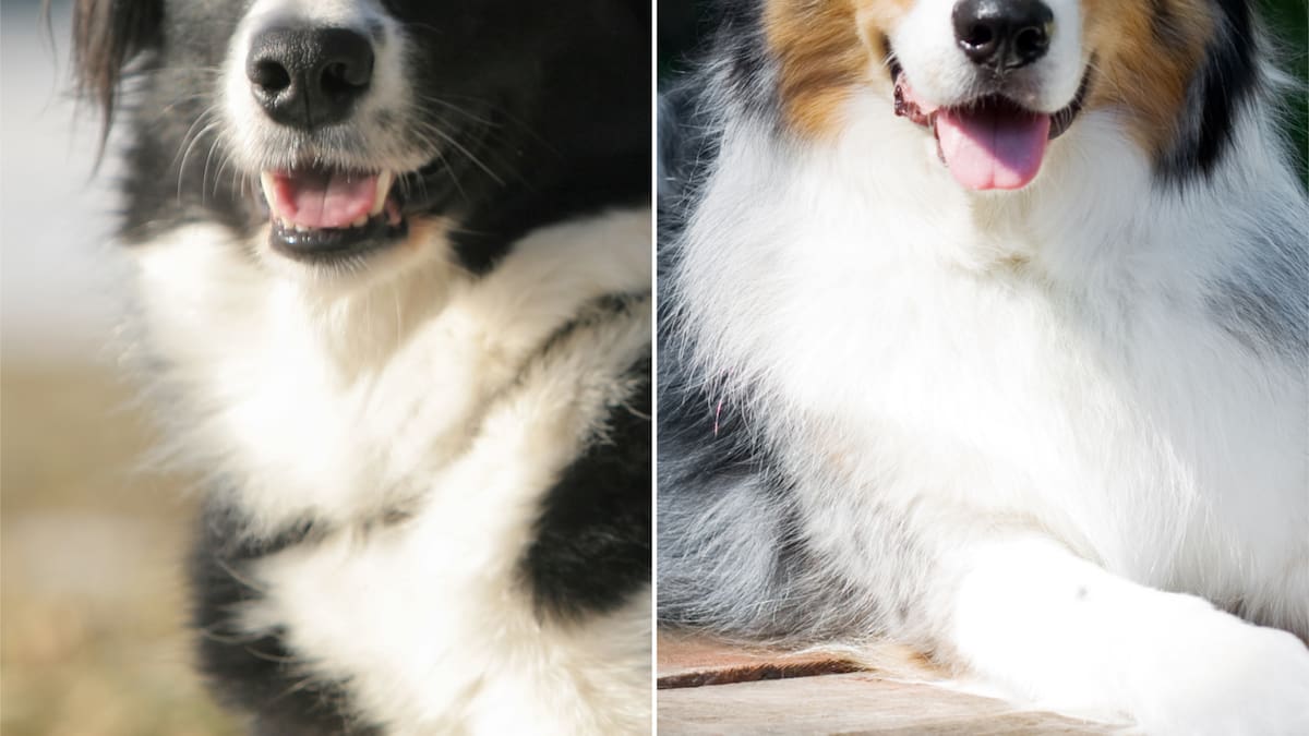 Qué raza es más recomendable para un apartamento: ¿Border Collie o Pastor Australiano?