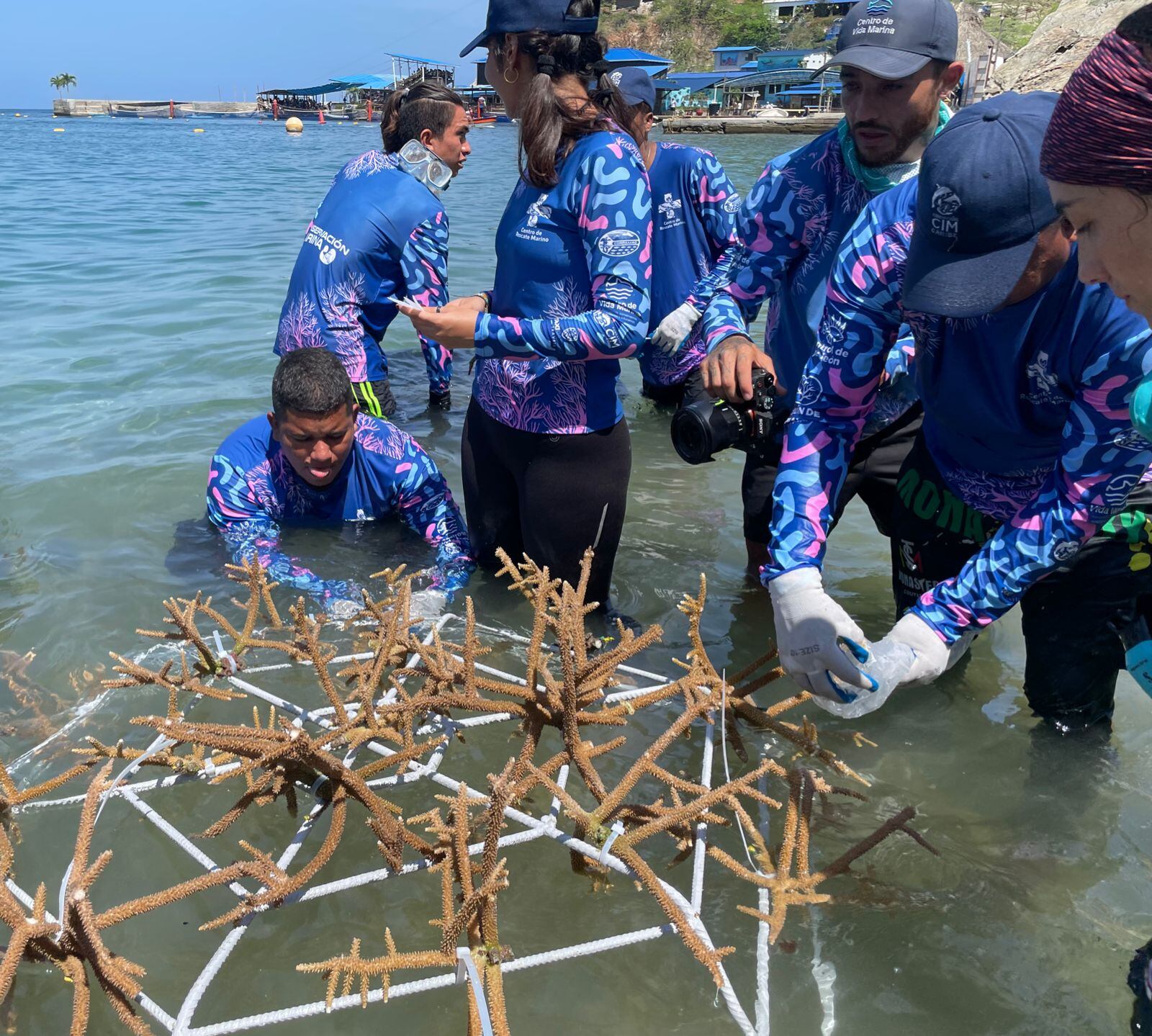 Siembra de corales en playas de Santa Marta . Corpamag