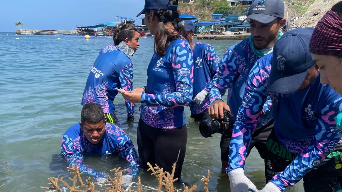 La siembra de corales es posible y así conmemoró el Magdalena el Día Mundial de Arrecifes