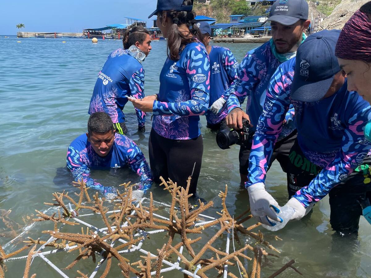 La siembra de corales es posible y así conmemoró el Magdalena el Día Mundial de Arrecifes