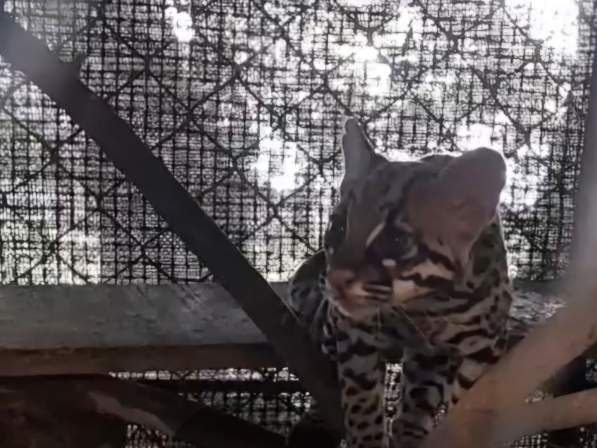 EPA Cartagena, Cardique y Armada Nacional liberaron tigrillos en los Montes de María