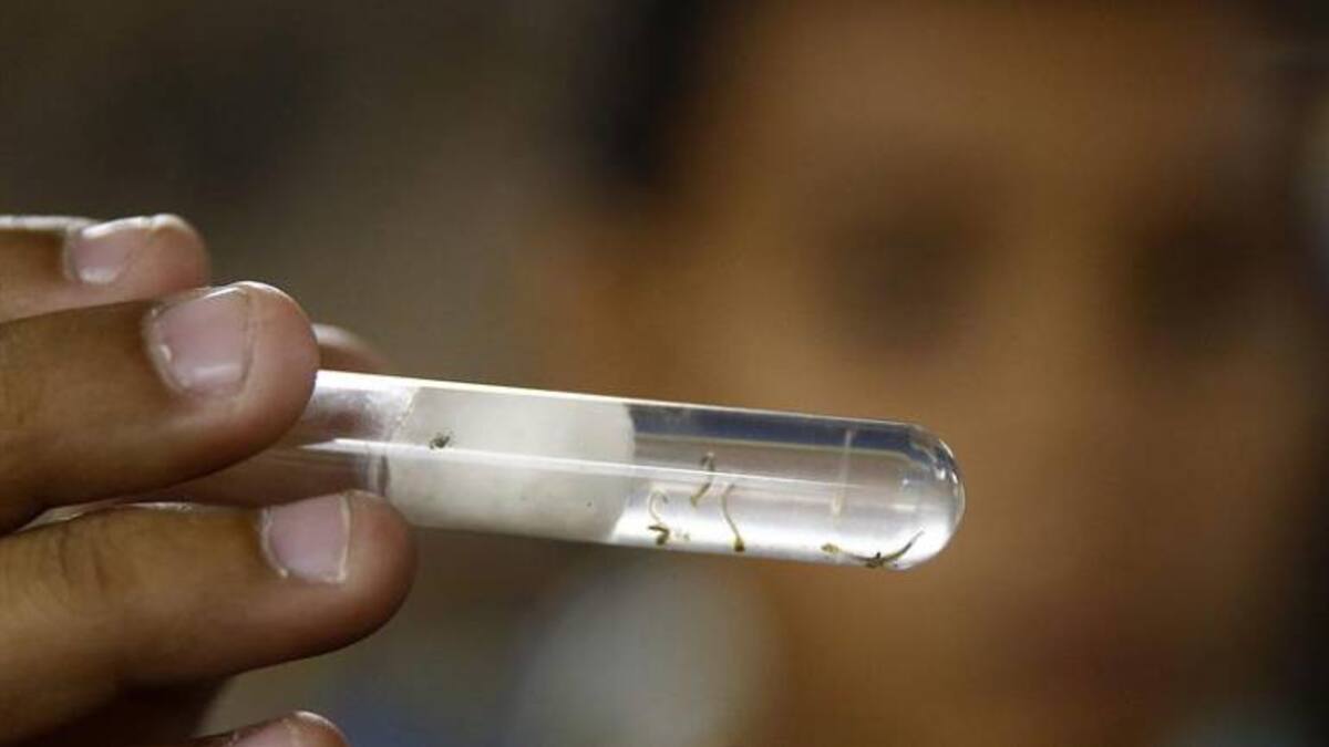 Depósitos de almacenamiento de agua son potenciales reservorios de larvas