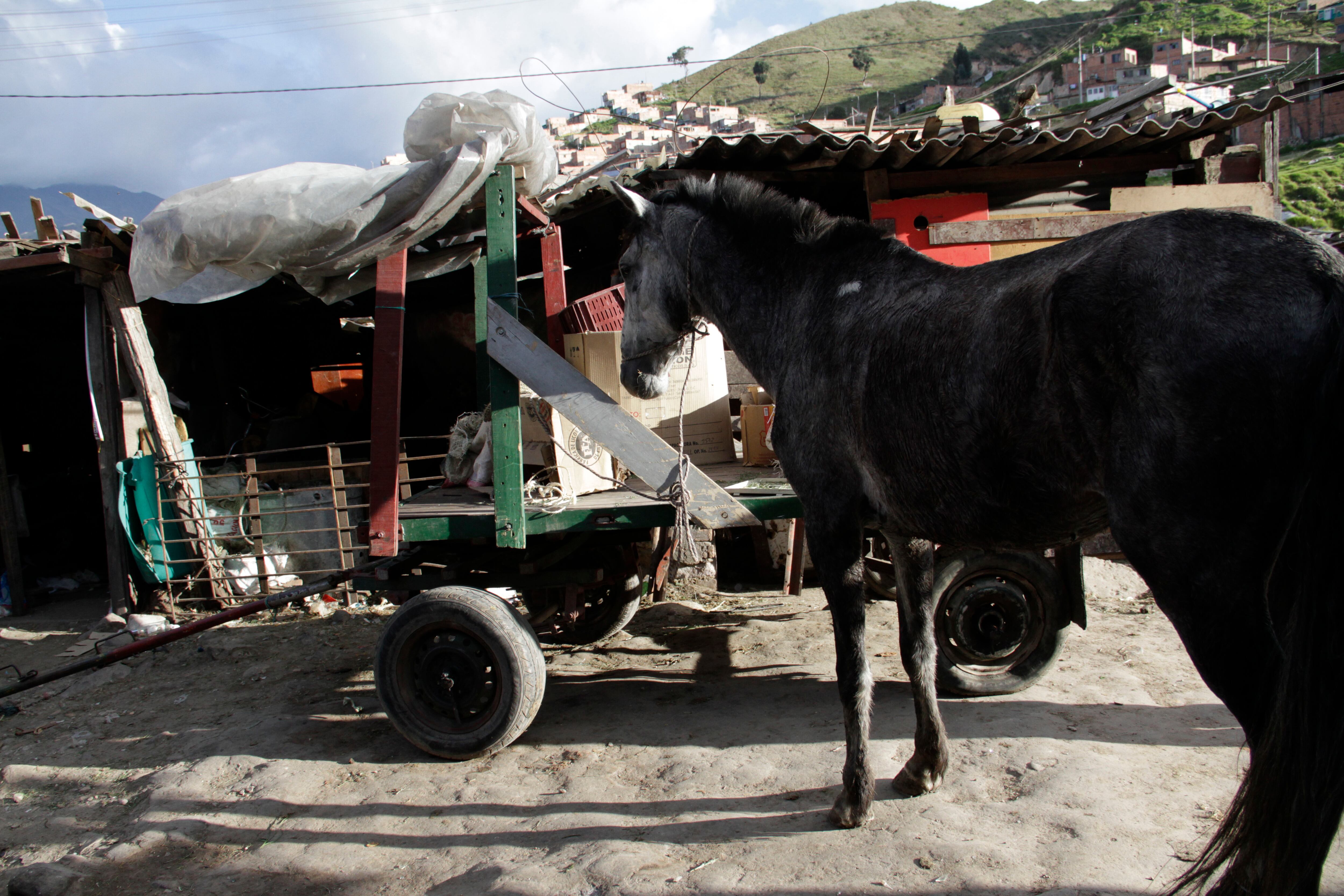 Imagen de referencia de vehículo de tracción animal. Foto: Mario Franco / Colprensa