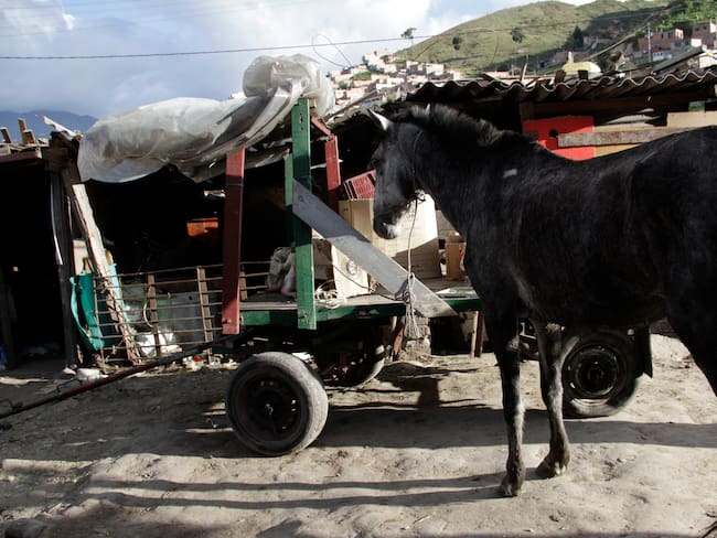 Imagen de referencia de vehículo de tracción animal. Foto: Mario Franco / Colprensa