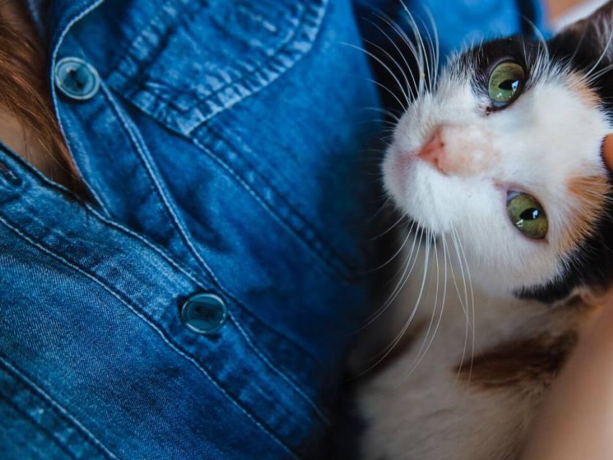 Mujer murió por rabia humana luego de ser mordida por su gato en Neiva