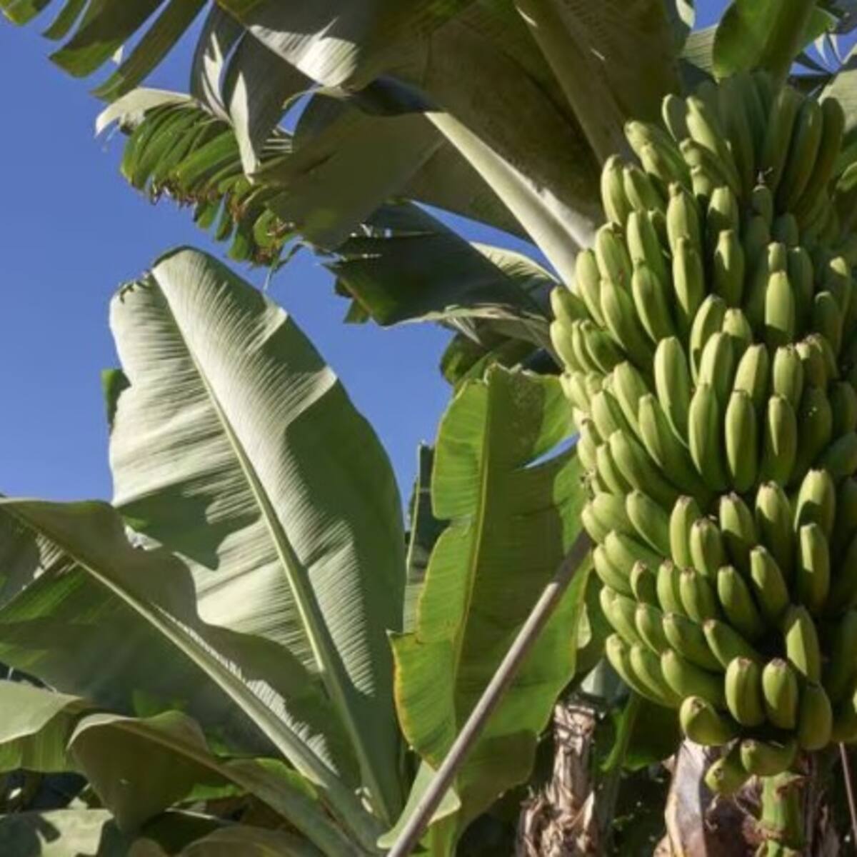 ¿Qué dice la Federación de Productores de Plátano de Colombia por el fenómeno de El Niño?