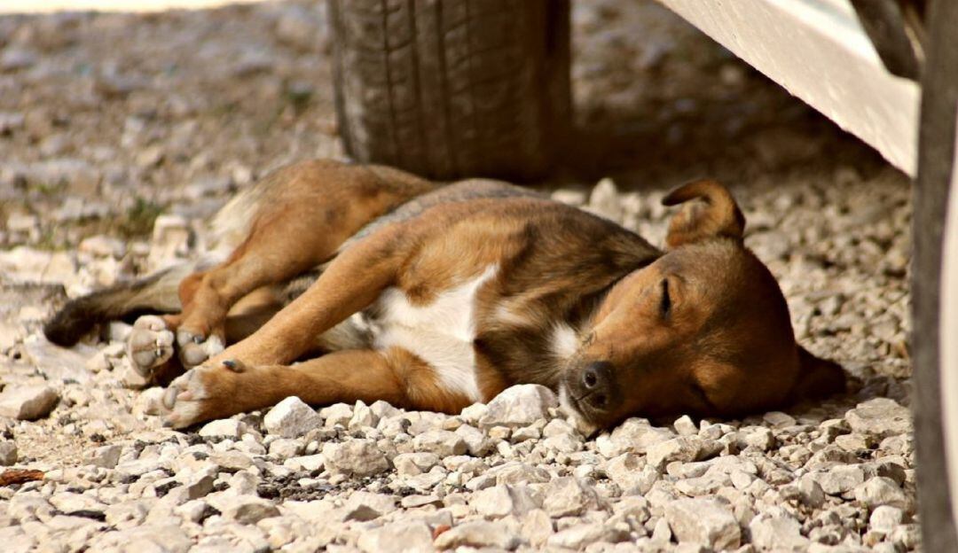 Brutalidad animal en La Plata, Huila.