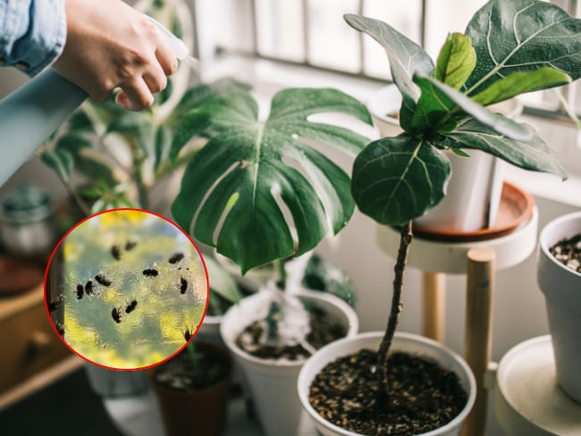 Imagen de referencia a plantas que ahuyentan moscas/ Getty Images
